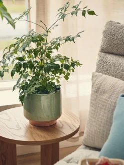 Blomsterpotte Vaser Og Potter