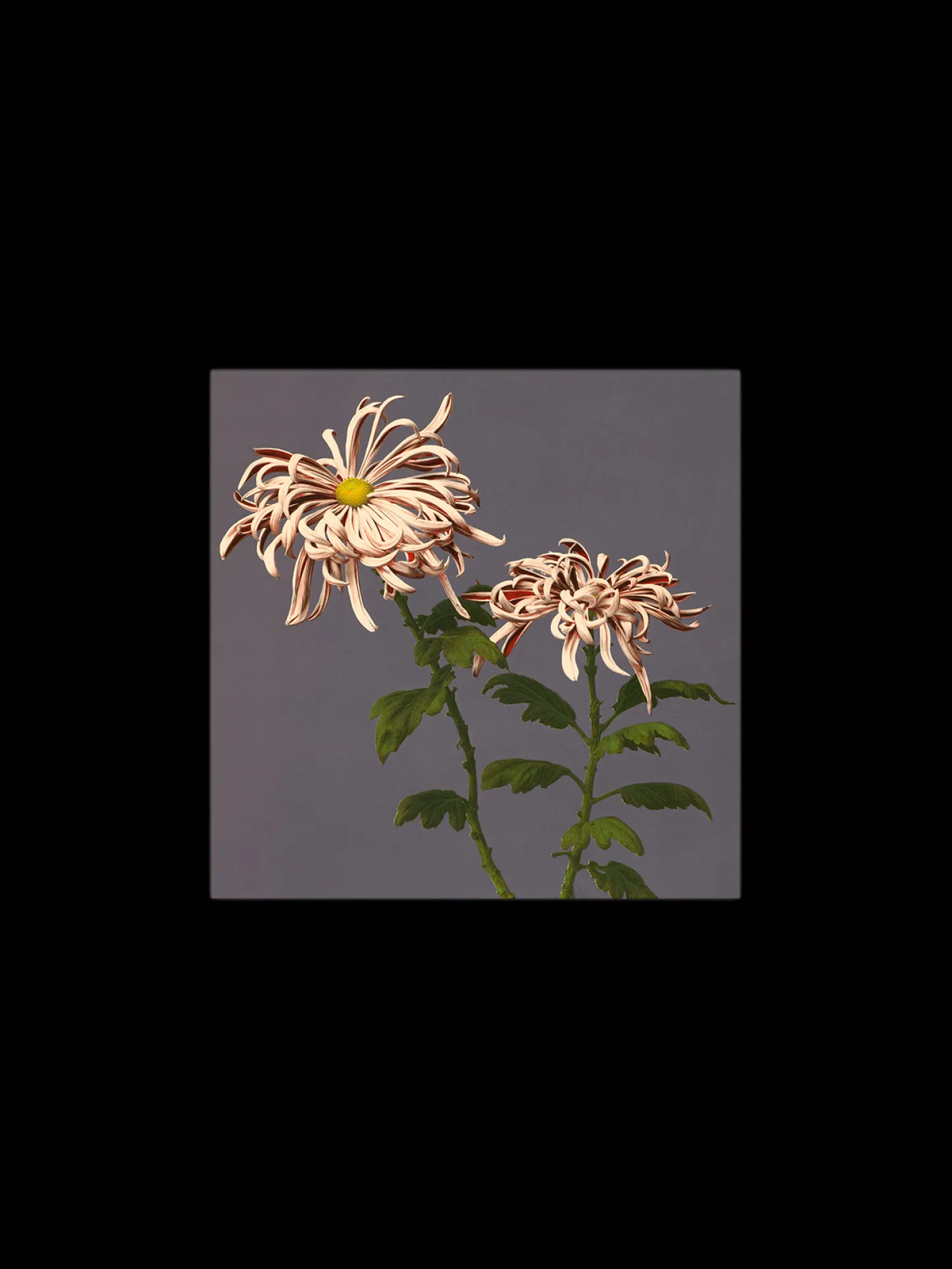 Sale Plakat 24 X 24 Cm Rammer Og Plakater