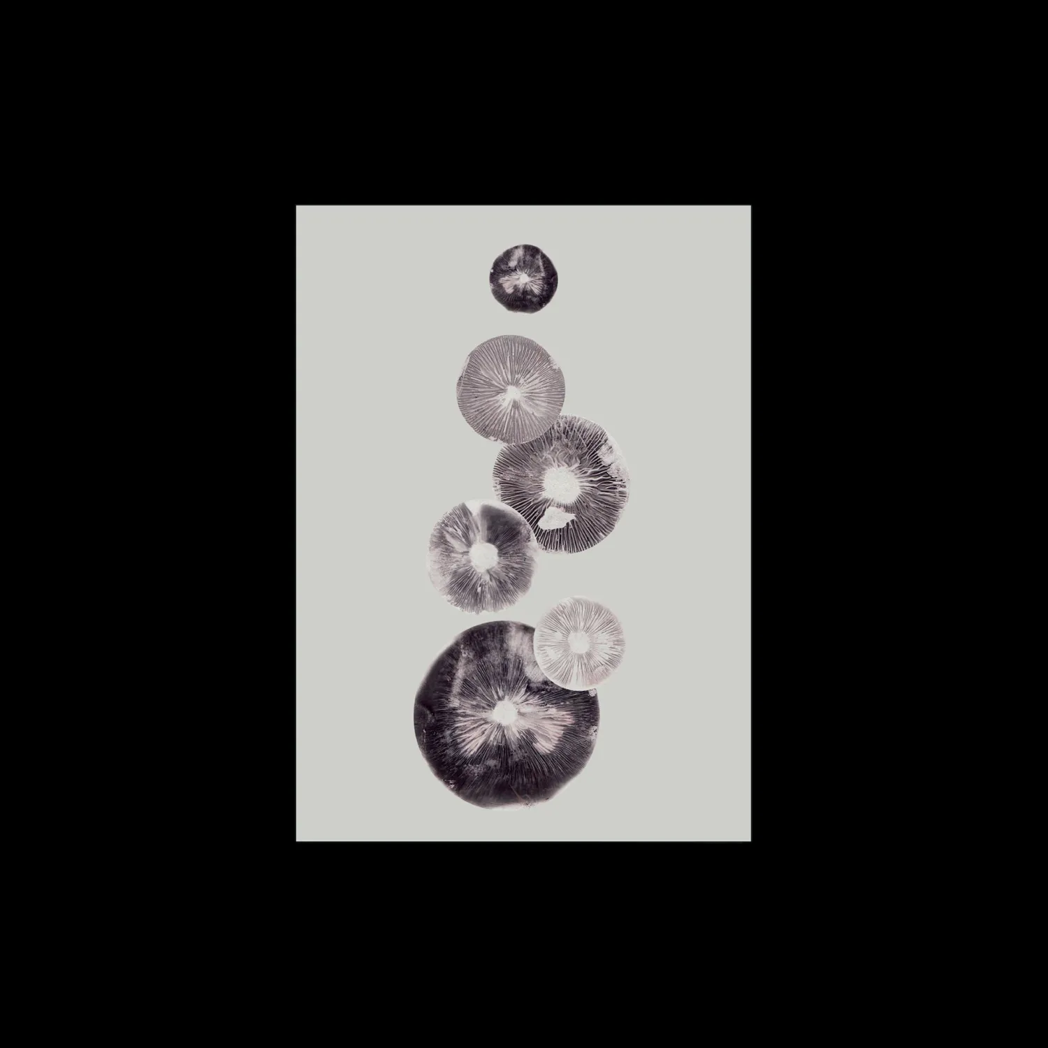 Plakat Mushroom – 4 Grey 40 X 50 Cm Rammer Og Plakater